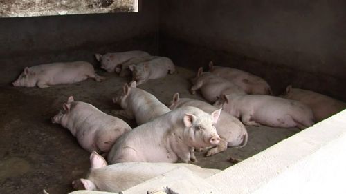 宜昌市の養豚農家